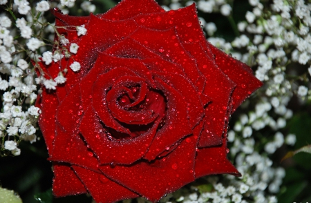 Red Rose! - flowers, rose, wet, red