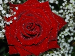 Red Rose!