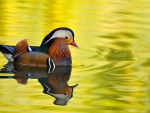 Mandarin Duck