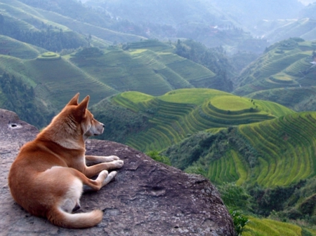 german shepherd - mountains, animals, dogs, landscape, view, shepherd, nature