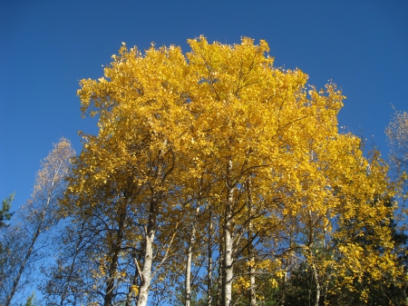 FRIENDS - autumn, sky, trees, yellow, blue, color