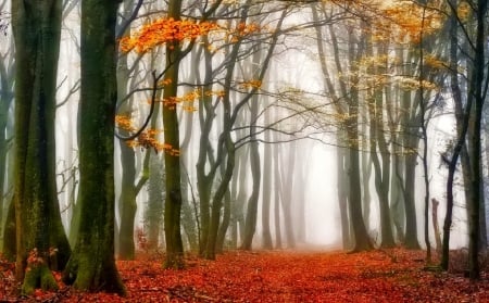 November - branches, autumn, trees, colorful, mirrored, foliage, nature, fall, reflection, leaves, november, colors