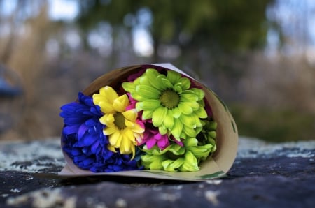 Gerbera Multicolors