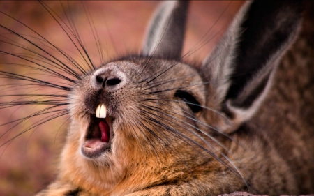 I'm the king of the world! - animal, funny, mountain viskasha, rodent