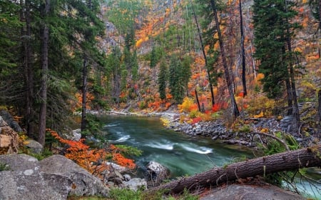 Autumn River - fall, trees, river, leaves, log, autummn, rocks