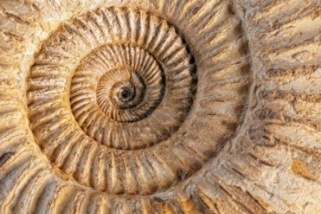 Ammonite fossil - round, sharp, spiral, edges