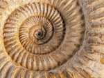 Ammonite fossil