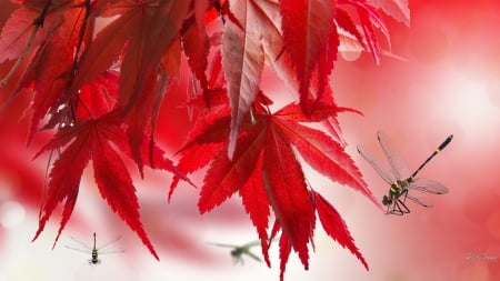 Maple Red Dragonflies - fall, dragonflies, summer, Japanese maple, autumn, red