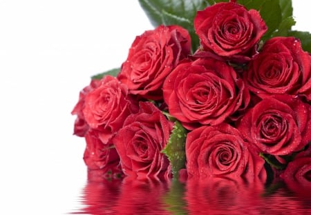 *Red* - beauty, passion, roses, reflection, world, red roses