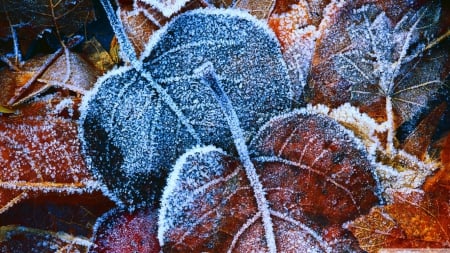 Frost leaves - fall, wallpaper, winter, frozen, frost, leaves, abstract, hd, photography, leaf, colours, ice, nature, snow, autumn