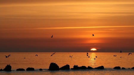 Sunset - sea, birds, sunset, amazing