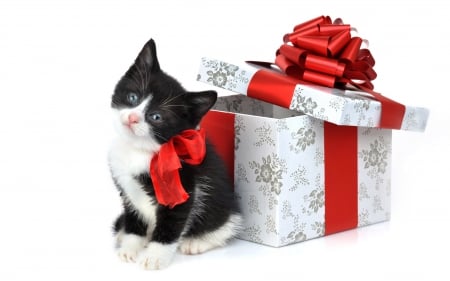 Christmas Kitten for Weir! - present, holidays, cat, christmas