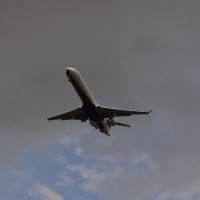 Grey and Blue Sky Bird