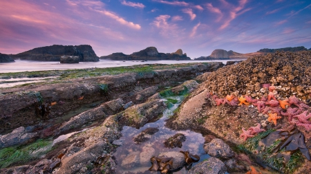 starfish on a rocky shore - starfish, pools, shore, sea, rocks