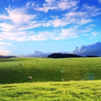 wonderful grazing meadow