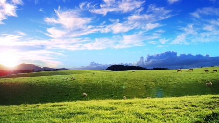 wonderful grazing meadow - grazing, hills, sheep, grass, meadow, sky, cows