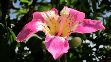 Pink flower - pretty, Pink, flower, lovely