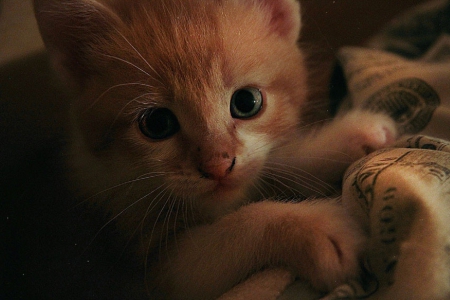 Cat - sleepy, cute, beautiful, cat, sleeping, kitty, cats, hat, cat face, paws, face, animals, pretty, beauty, sweet, kitten, lovely