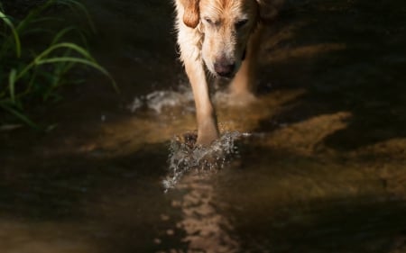 Dog - face, pretty, playful dog, cute, animals, beautiful, sweet, puppy, playful, dogs, puppies, lovely, dog face