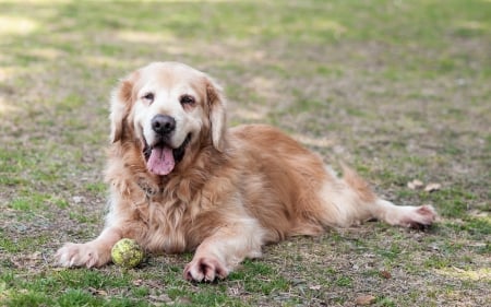 Dog - face, pretty, playful dog, cute, animals, beautiful, sweet, puppy, playful, dogs, puppies, lovely, dog face