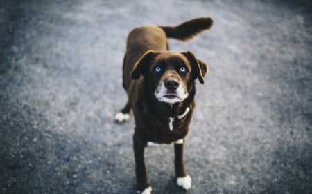 Dog - face, pretty, playful dog, cute, animals, beautiful, sweet, puppy, playful, dogs, puppies, lovely, dog face