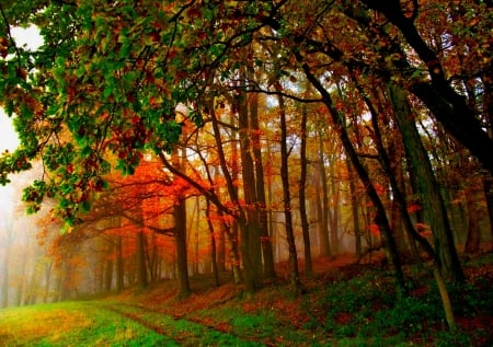 Autumn - splendor, forest, leaves, fall, path, nature, autumn, autumn splendor, autumn leaves, peaceful, woods