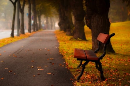 Autumn Walk - trees, alley, splendor, leaves, fall, path, nature, autumn, autumn splendor, bench, park