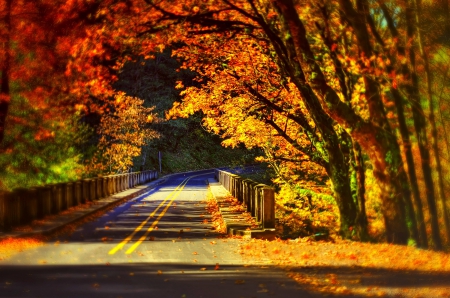 Autumn - fall, trees, nature, autumn, road, autumn splendor