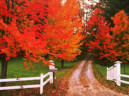 Autumn Gate - fall, path, trees, fence, leaves, solors