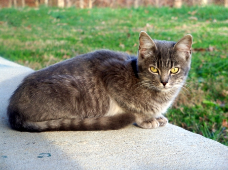 Cat Lying On A Porch - november, wild animals, cats, rural