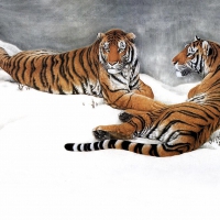 Tigers in Snow