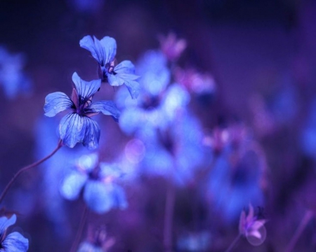 Blue Symphony - flowers, symphony, blue, beauty, dreams