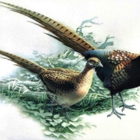 Pheasant male and female