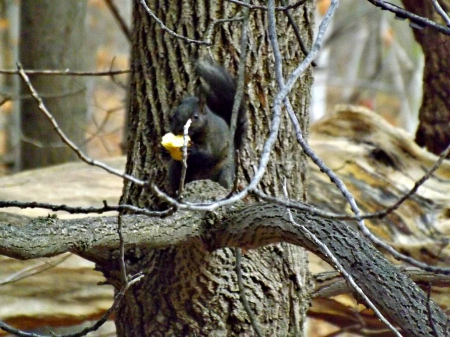 feeding squirrel - bark, autumn, trees, squirrles, black