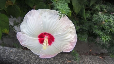 Hibiscus - pretty, flower, lovely, Hibiscus