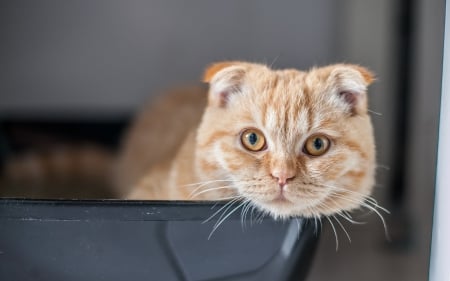 Scottish Fold - cat, scottish fold, animal, orange, ginger