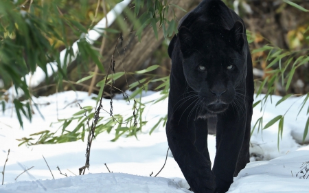 Panther - white, snow, animal, winter, green, black, panther