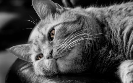 I miss you! - black, yellow eyes, grey, white, animal, cat