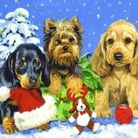 Yule pups