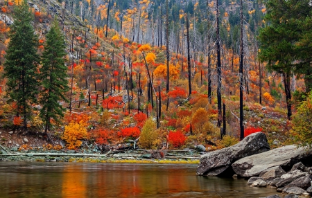 Autumn Forest - autumn, lake, fall, trees, forest, water, rocks