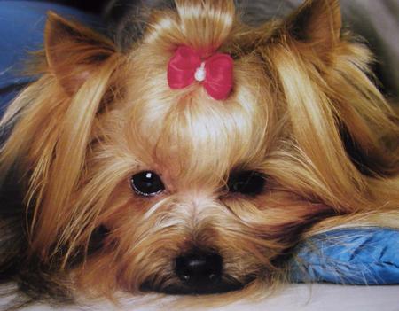 Cute Puppy - dog, hair ribbon, silky terrier