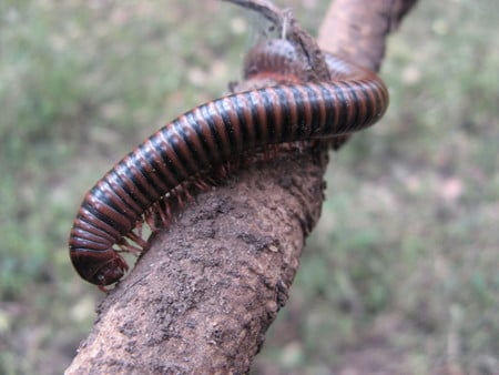 Centipede? - insect, tree branch, cetipede, bug