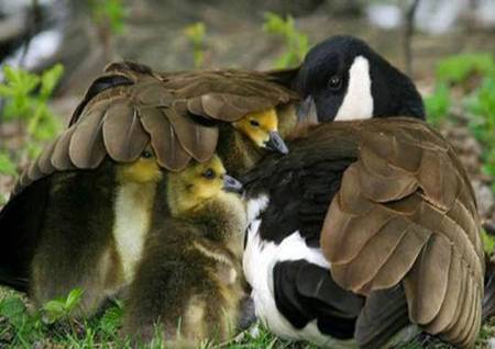 Goose Family - black and white goose, goslings