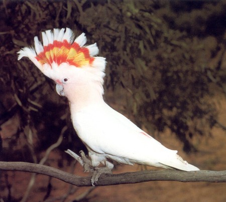 Major Mitchell Cockatoo - cockatoo, branch, parrot