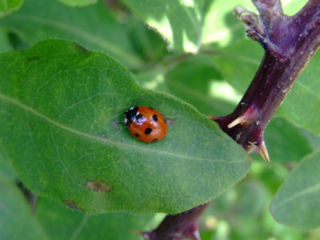 Lady Bug - lady bug, tree, leaves