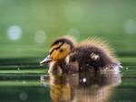 Little Duckling