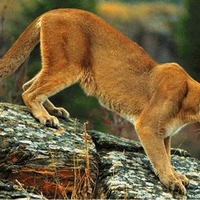 Mountain Lion