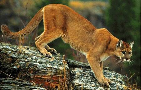 Mountain Lion - big cat, rocks, mountain lion