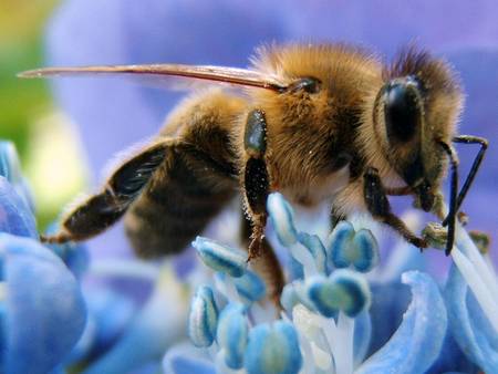 Honey Bee - honey bee, nectar, flower