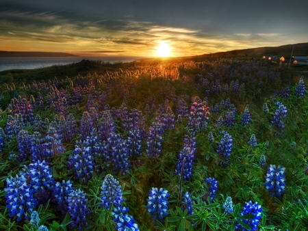 FLOWERS IN THE FIELD - nature, sunsets, field, flowers, spring